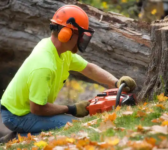 tree services Yardville